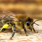 APITERAPIA – leczenie produktami pszczelimi