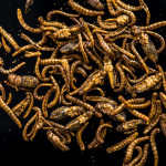 Około 90% ludzkości jest nosicielami pasożytów, robaków, glist…